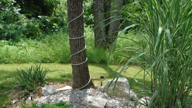 A garden with a tree wrapped in rope, surrounded by rocks and various plants.
