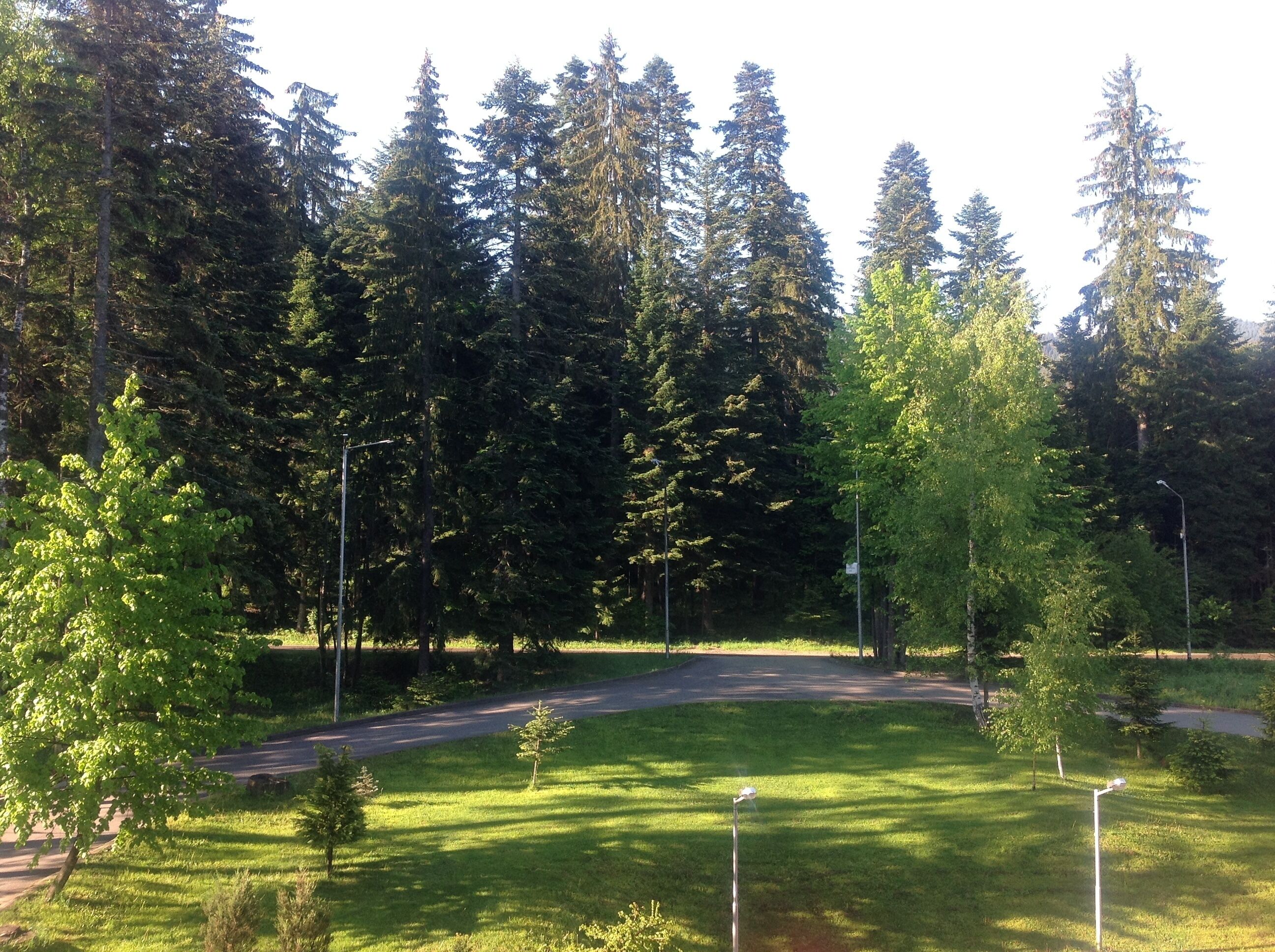 Un parque con un sendero pavimentado, césped verde y árboles altos.