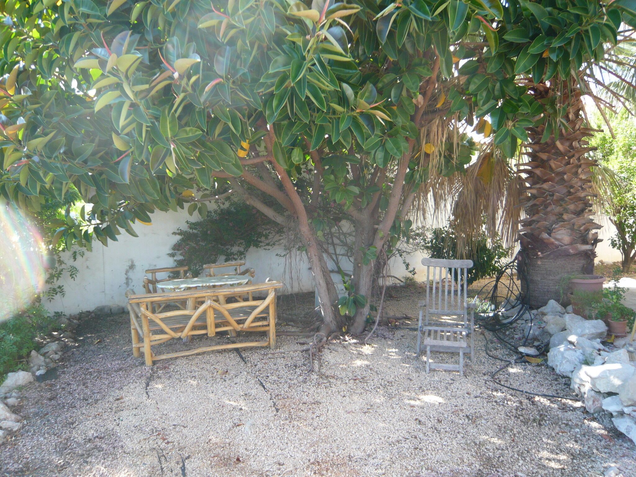 Un jardin avec une table et des chaises en bois, un palmier et un chemin de gravier.
