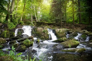 Une zone boisée avec une petite cascade qui dévale sur des rochers.