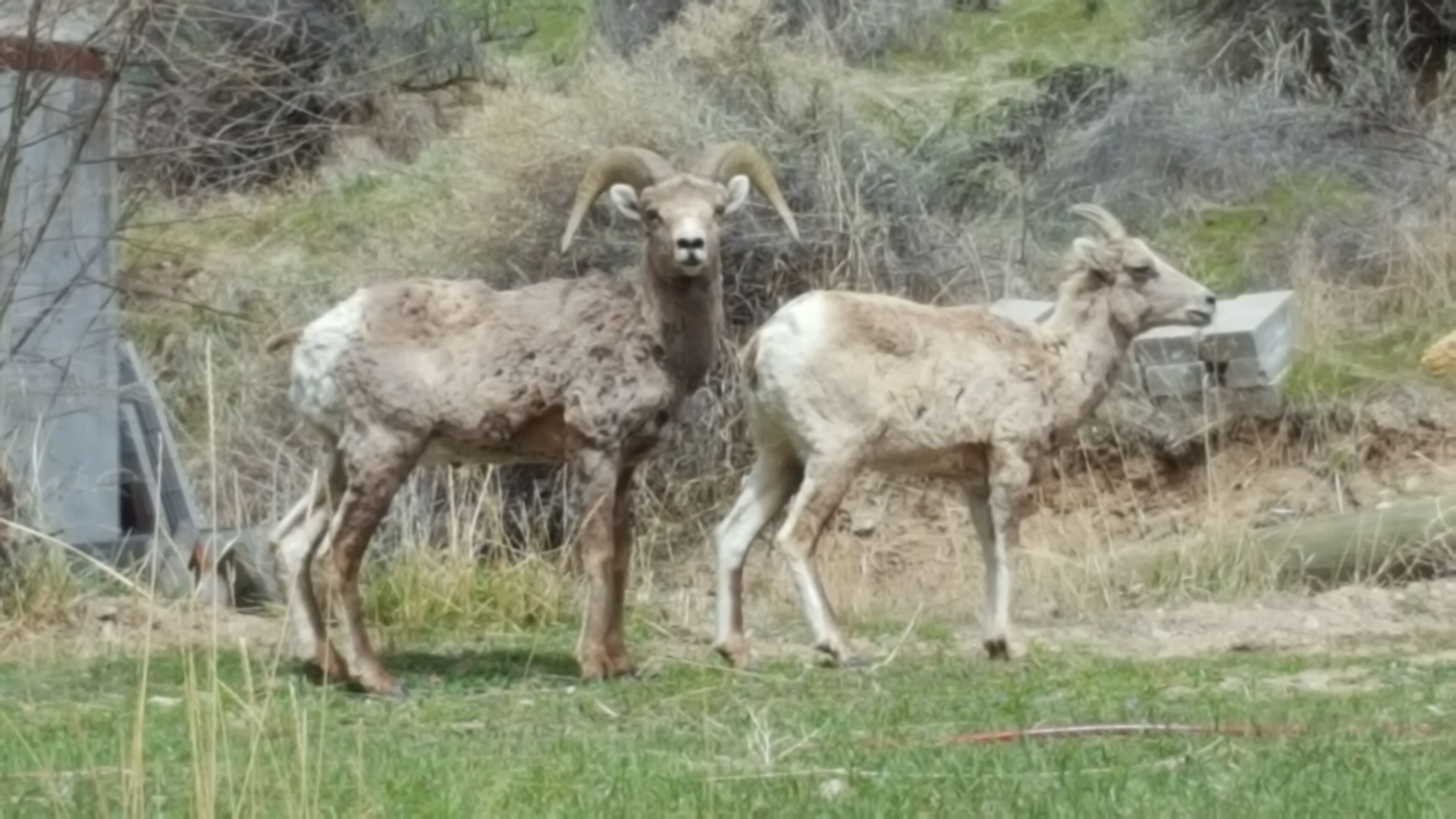 Two bighorn sheep standing in a grassy area with sparse vegetation and a rocky background.