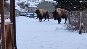 Two bison walking in a snowy outdoor area with a wooden fence and a barn in the background. - Rockin Y, Romantic Getaway or Family Friendly Lodging (Gardiner)