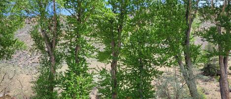 Una cabaña rústica rodeada de altos árboles en un entorno natural.