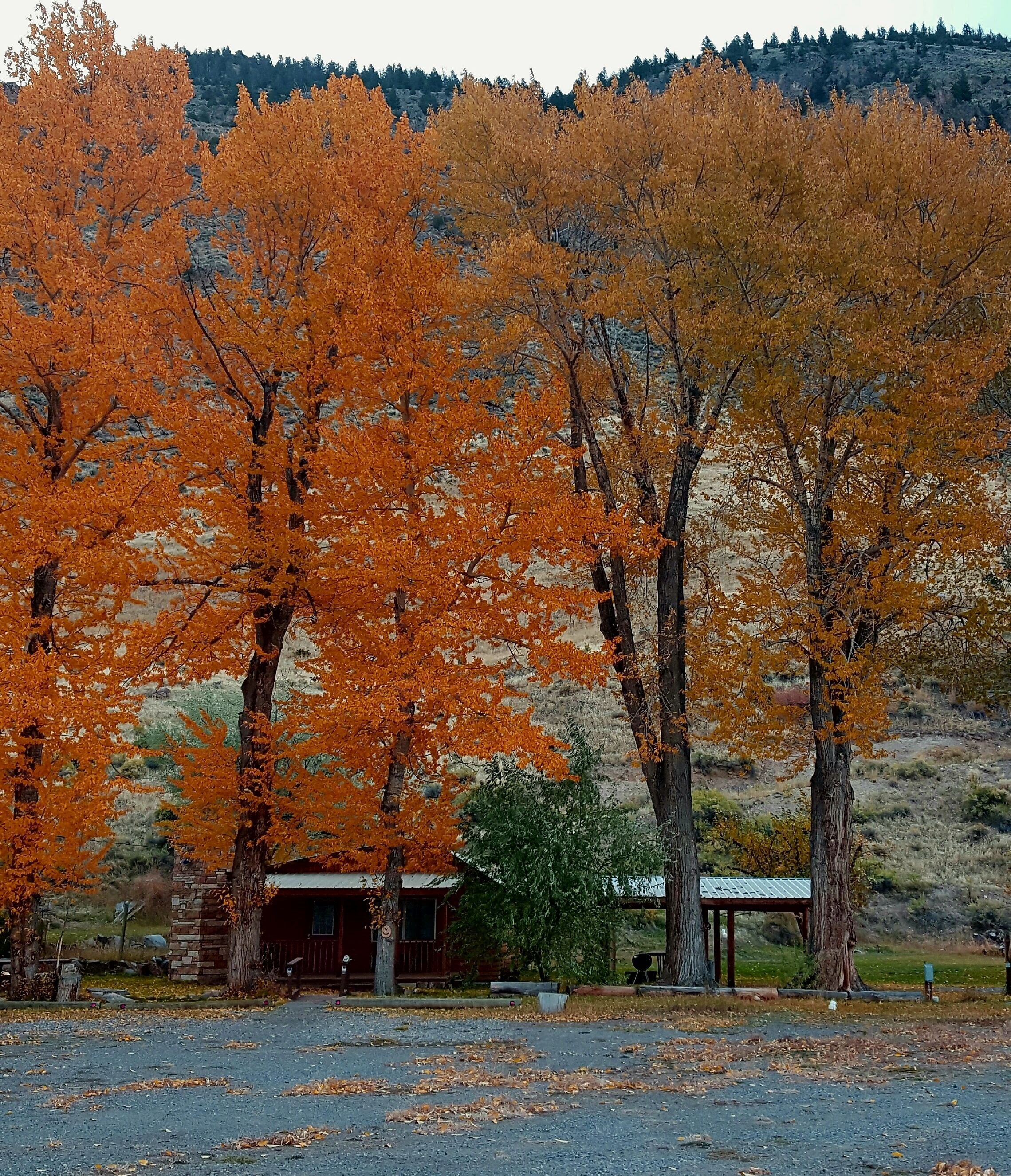 A rustic cabin with a stone foundation and a metal roof, surrounded by trees with autumn foliage.