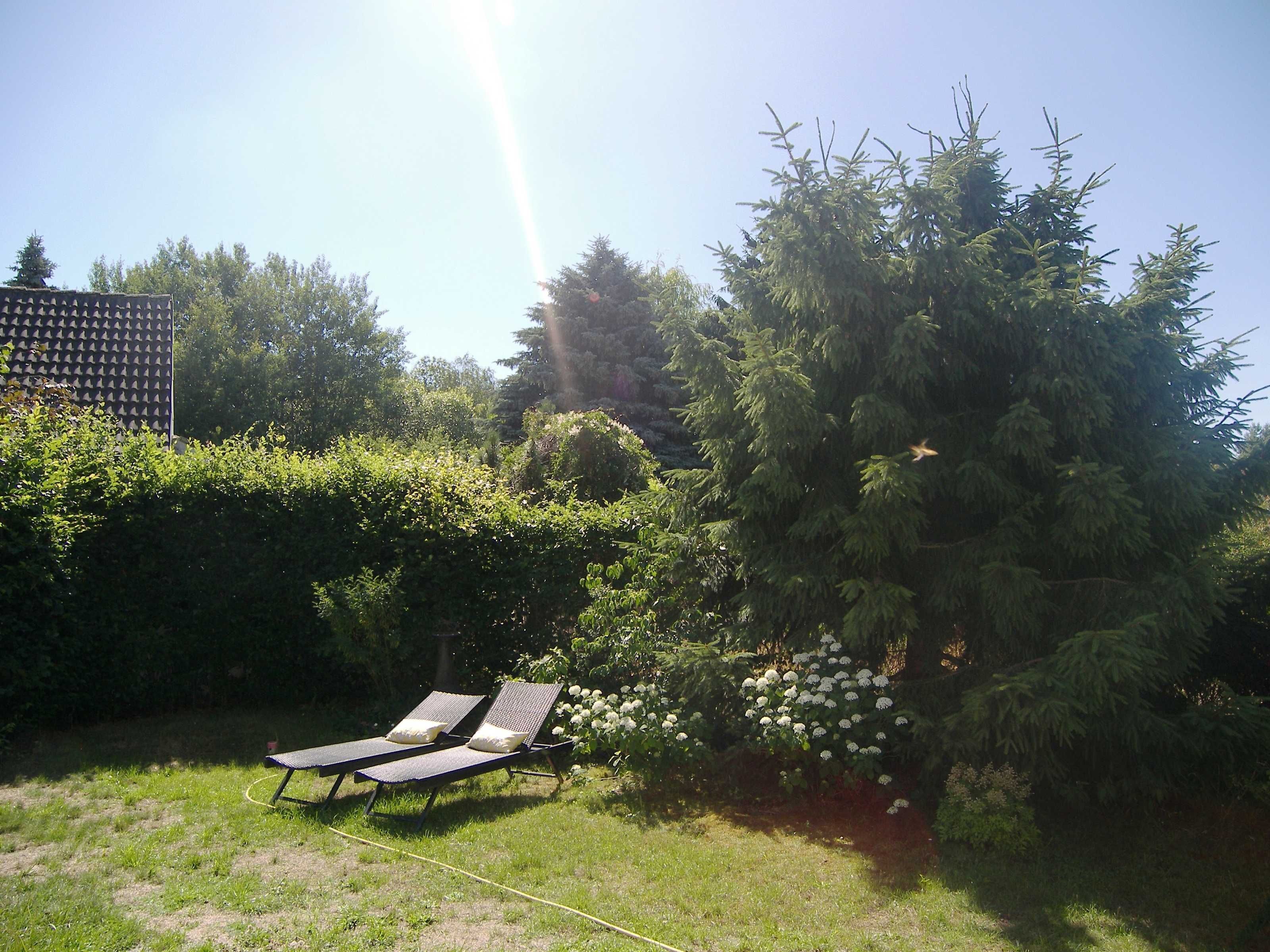 A garden with two sun loungers and a large evergreen tree.