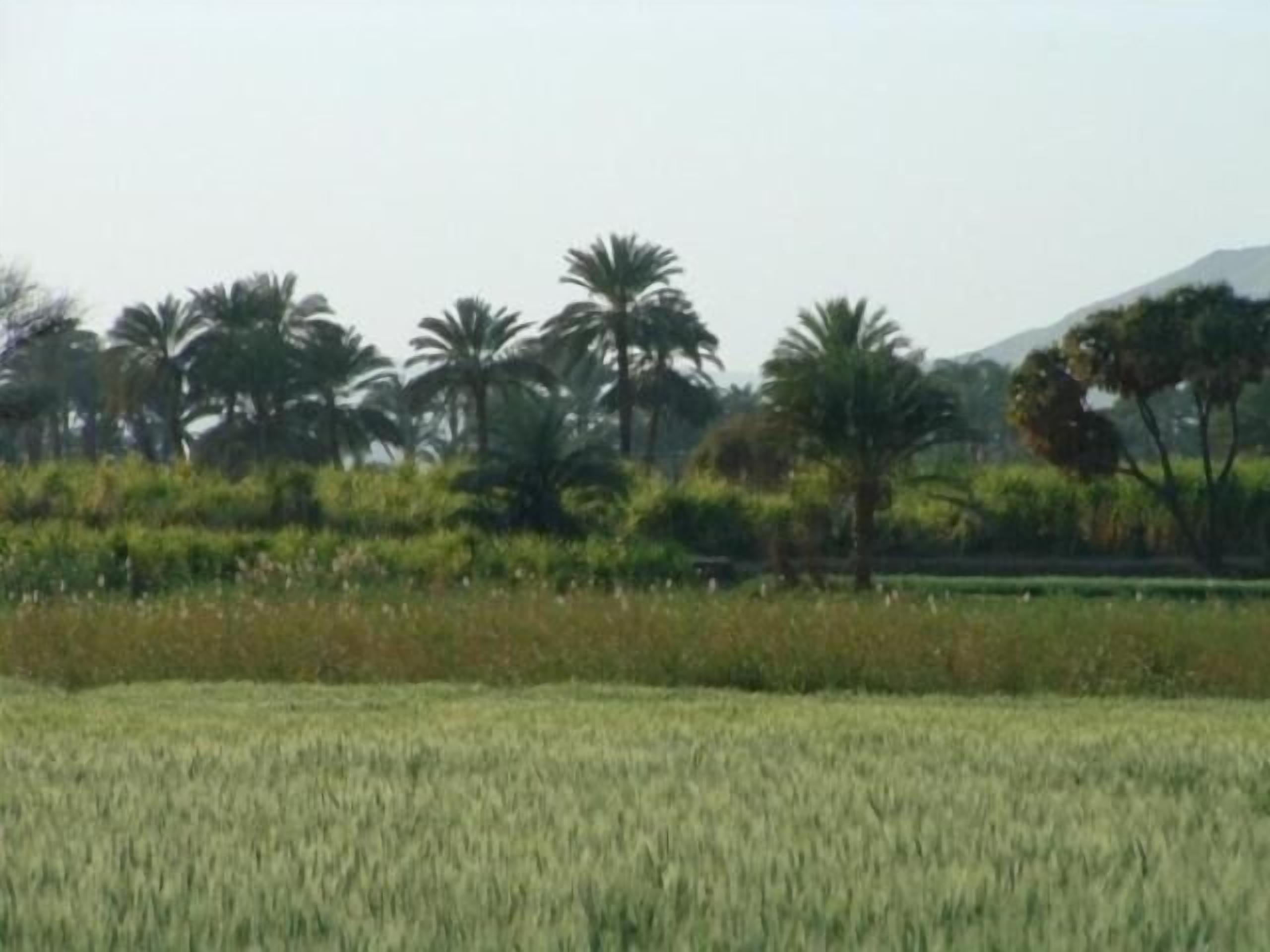 A field with tall grass and palm trees in the background.