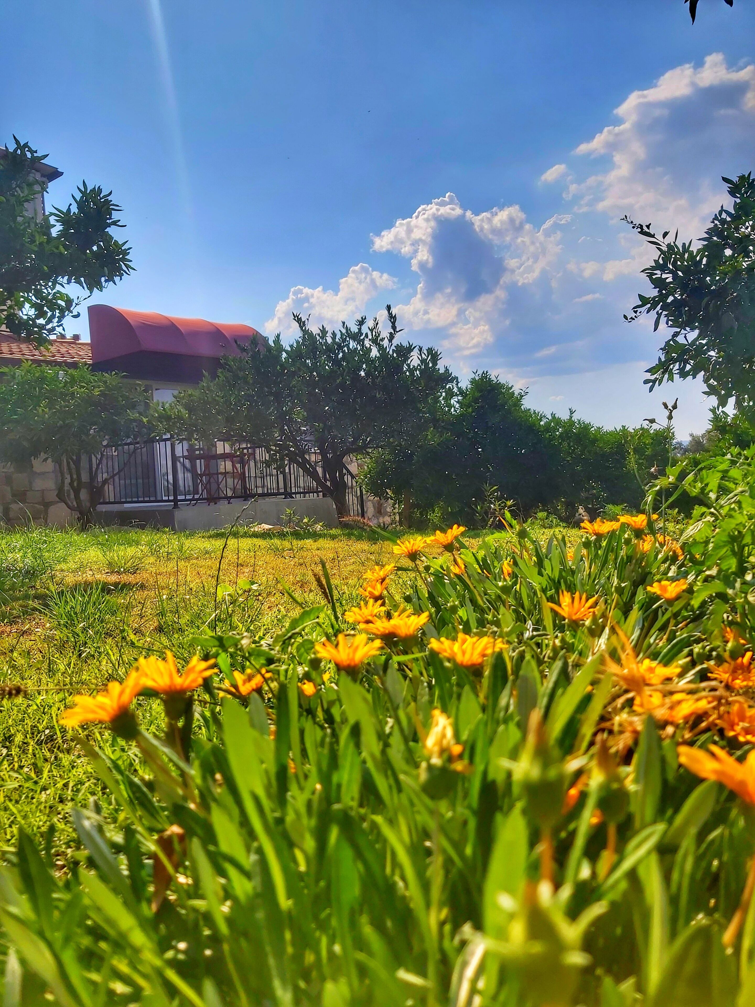 Un jardín con flores amarillas y un edificio de techo rojo al fondo.