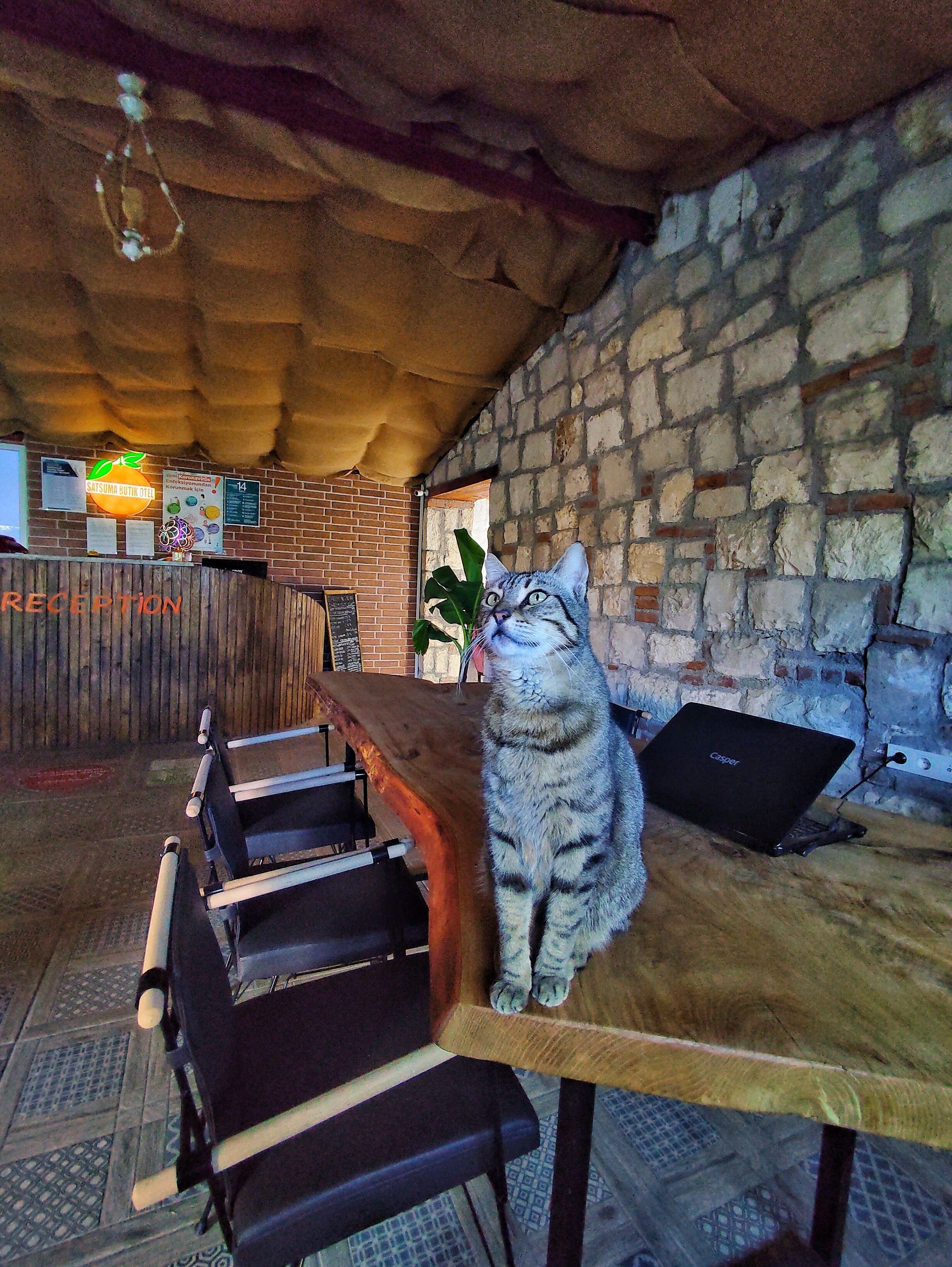 A cat sitting on a wooden table in a rustic setting with brick walls and a wooden reception desk.
