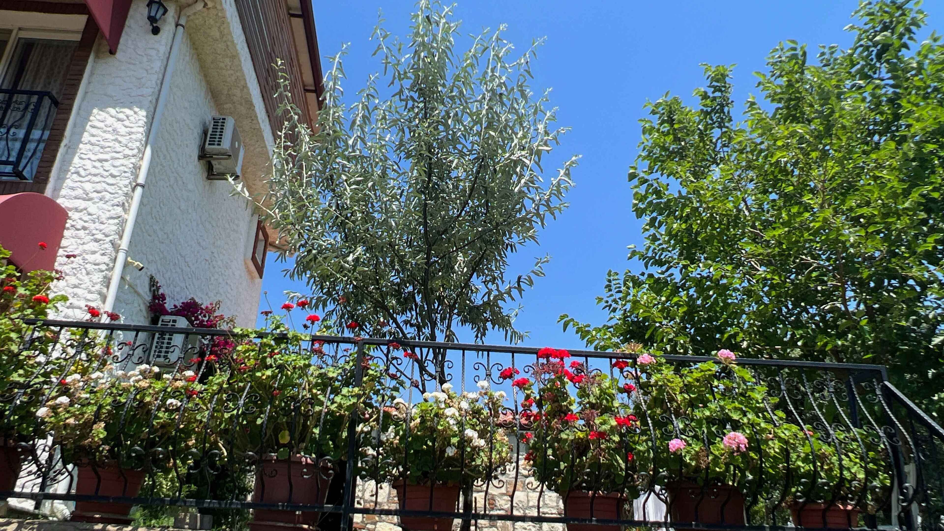 A building with a white facade, a balcony with wrought iron railings, and potted plants with red flowers.
