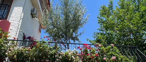 A building with a white facade, a balcony with wrought iron railings, and potted plants with red flowers.