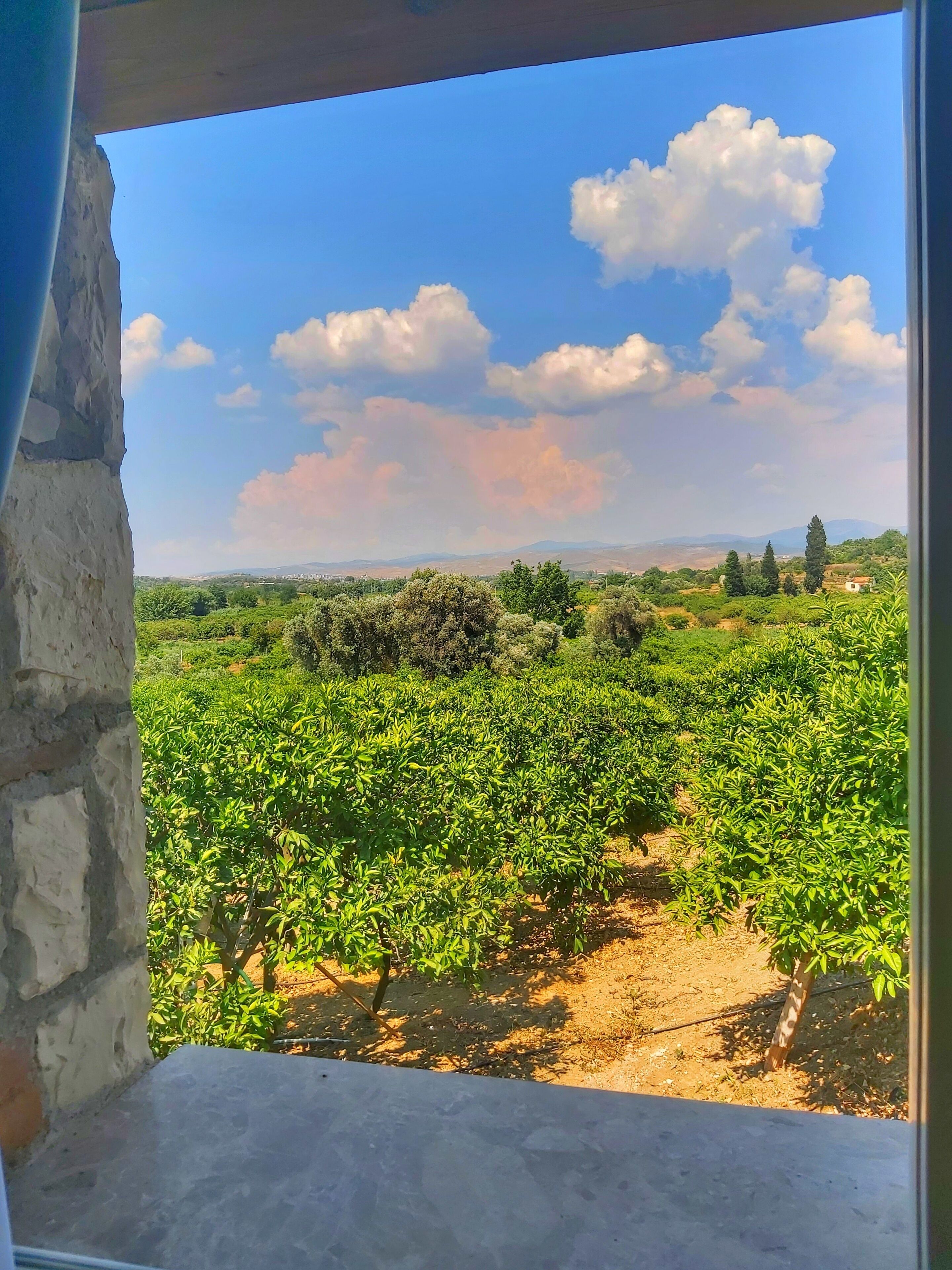 Un vignoble avec des rangées de plants verts, un mur de pierre et un ciel dégagé parsemé de nuages.