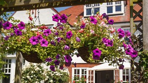A wooden pergola with hanging flower baskets containing purple and pink flowers. - Alton House (Sheringham)