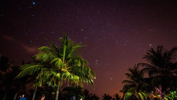 A night sky with stars, palm trees, and people sitting under the trees. - Miguel Surf  Camp (Quepos)