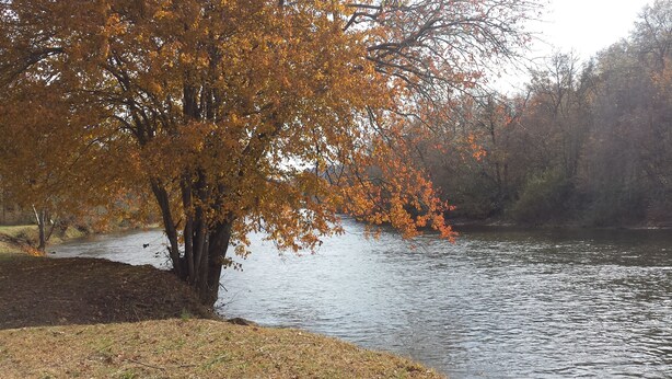 Un arbre aux feuilles d’automne, au bord d’un lac paisible.