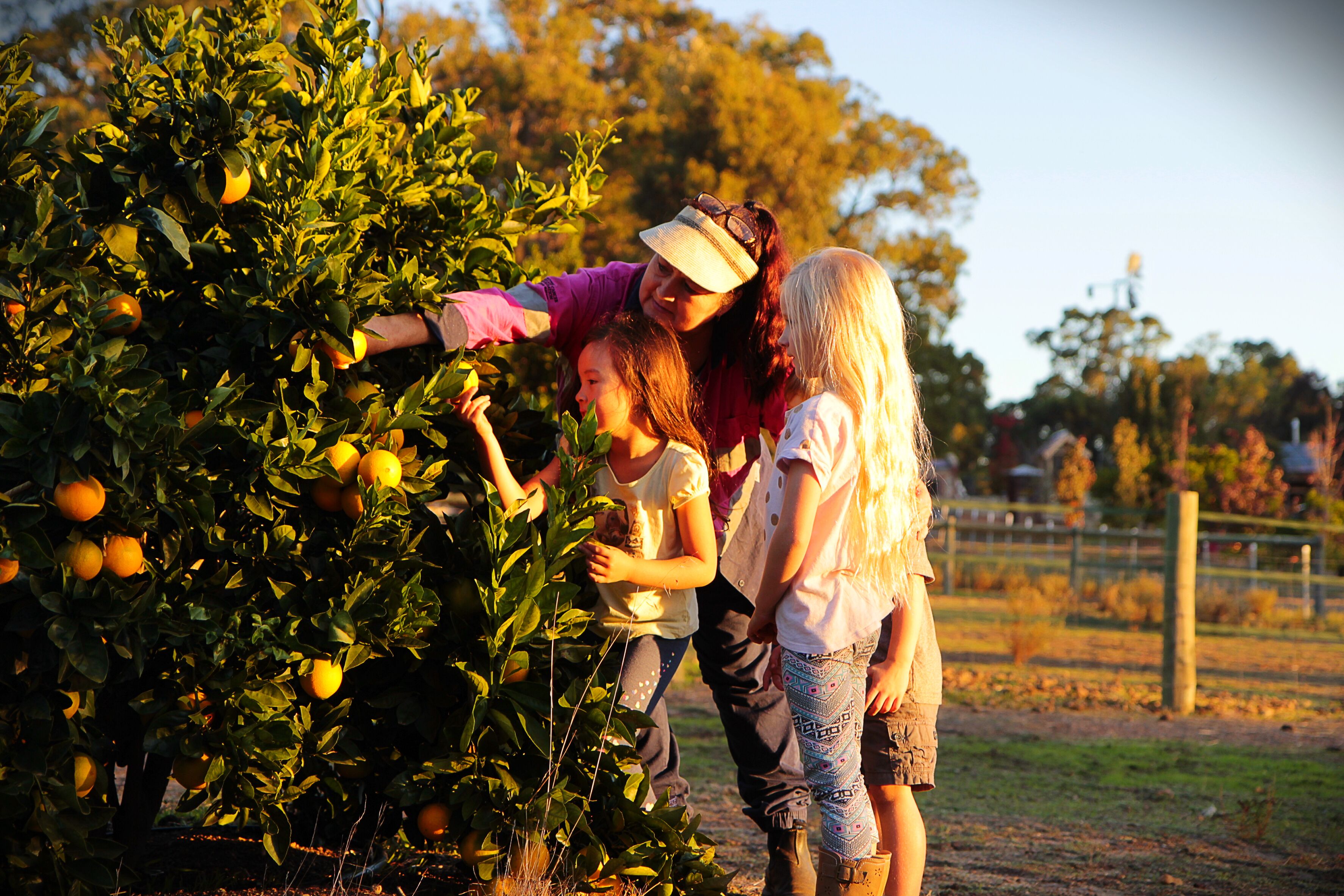 GUMLEAF COTTAGE FARMSTAY - Free daily Animal feeding - close to Perth! — image 12