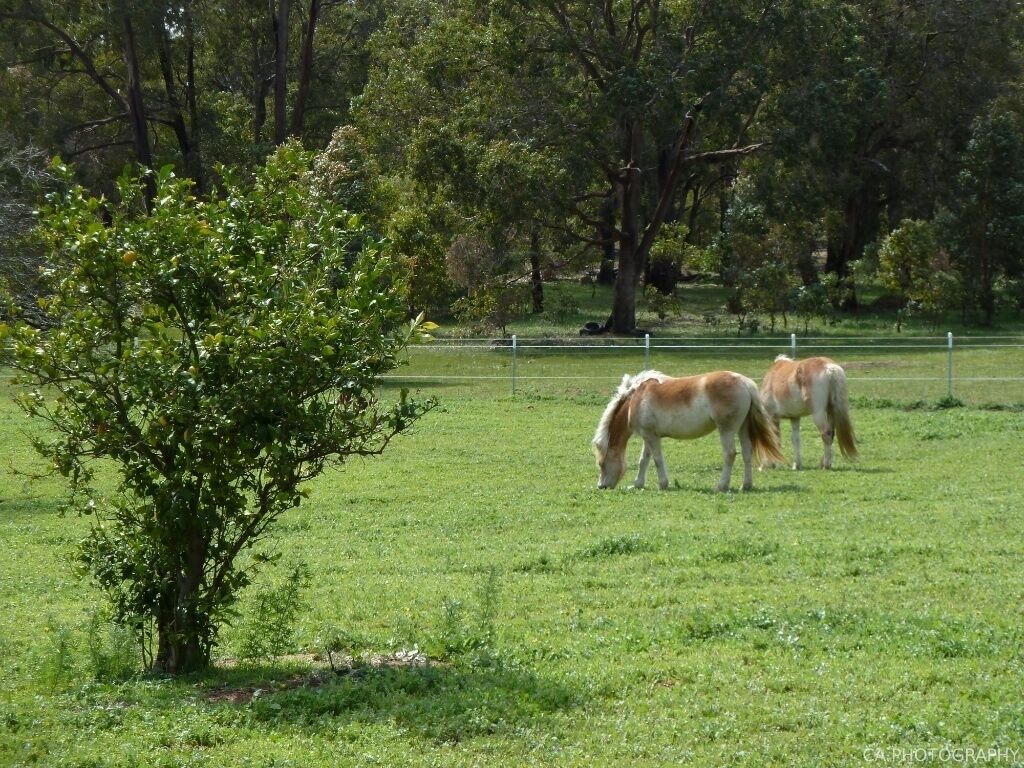 GUMLEAF COTTAGE FARMSTAY - Free daily Animal feeding - close to Perth! — image 3