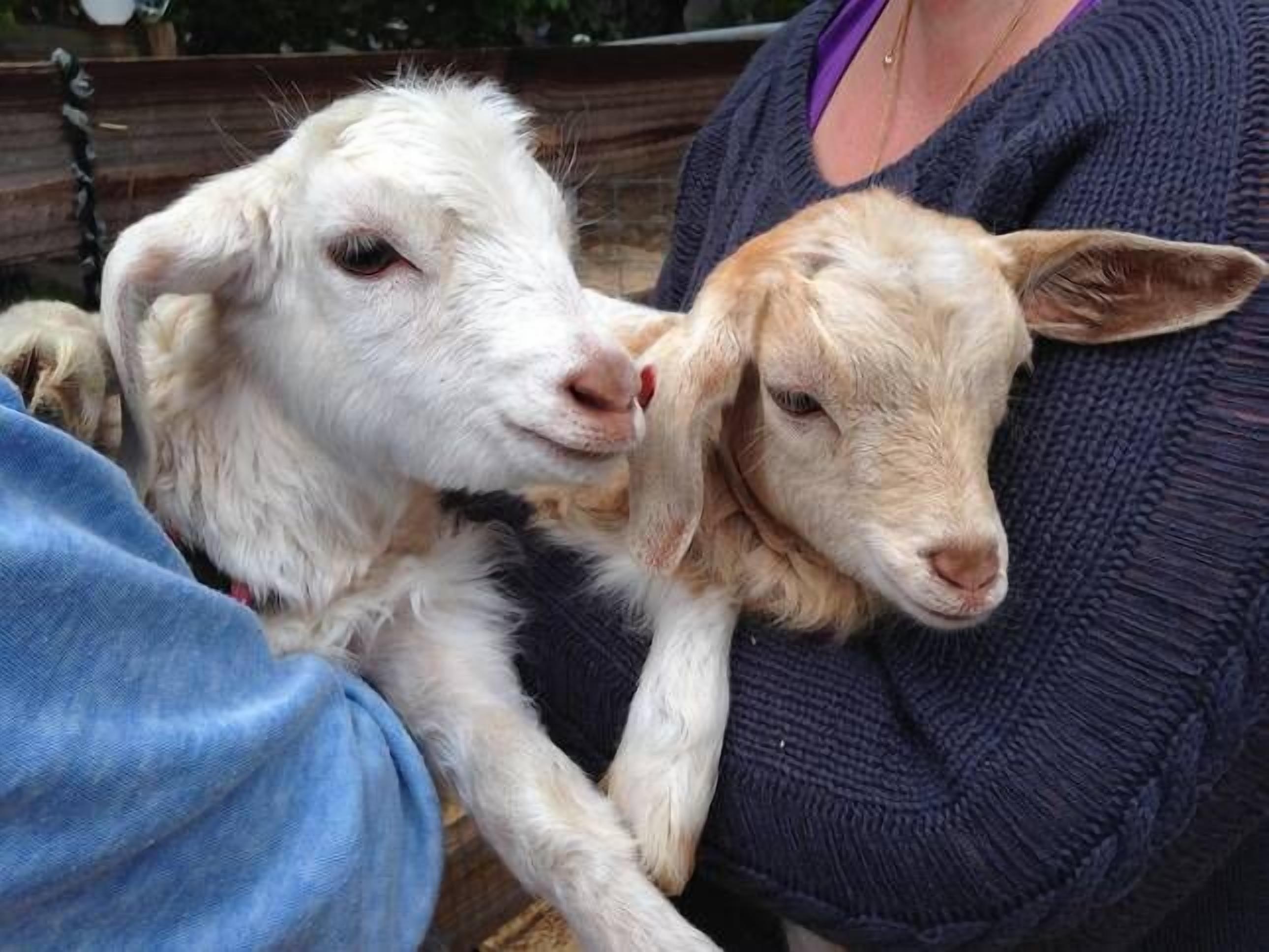 GUMLEAF COTTAGE FARMSTAY - Free daily Animal feeding - close to Perth! — image 20