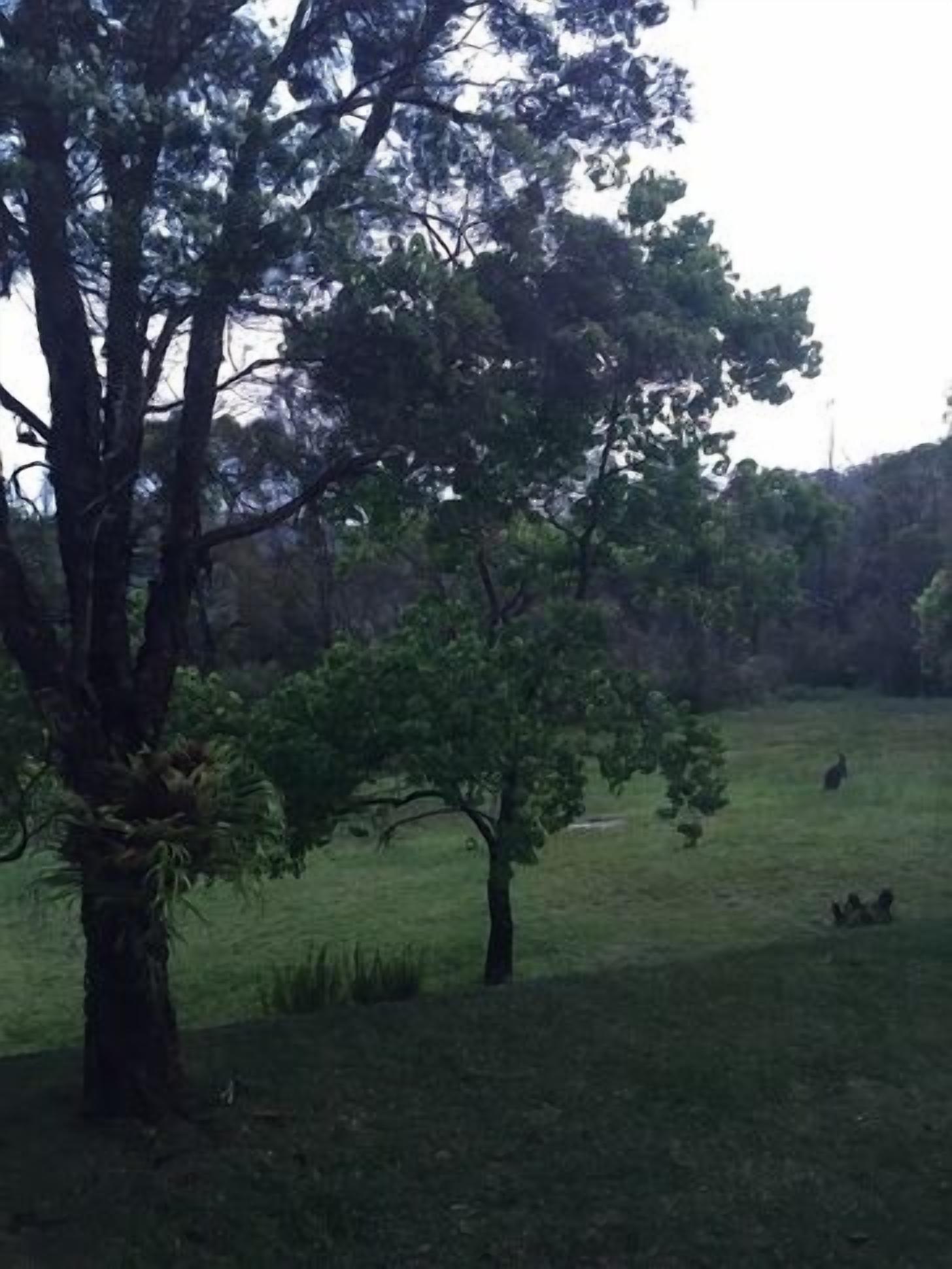 Kookaburra Retreat - Berowra Heights — image 11