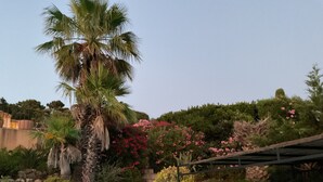 A landscaped garden with a palm tree, flowering shrubs, and a stone wall. - House with garden and swimingpool (Roquebrune-Sur-Argens)