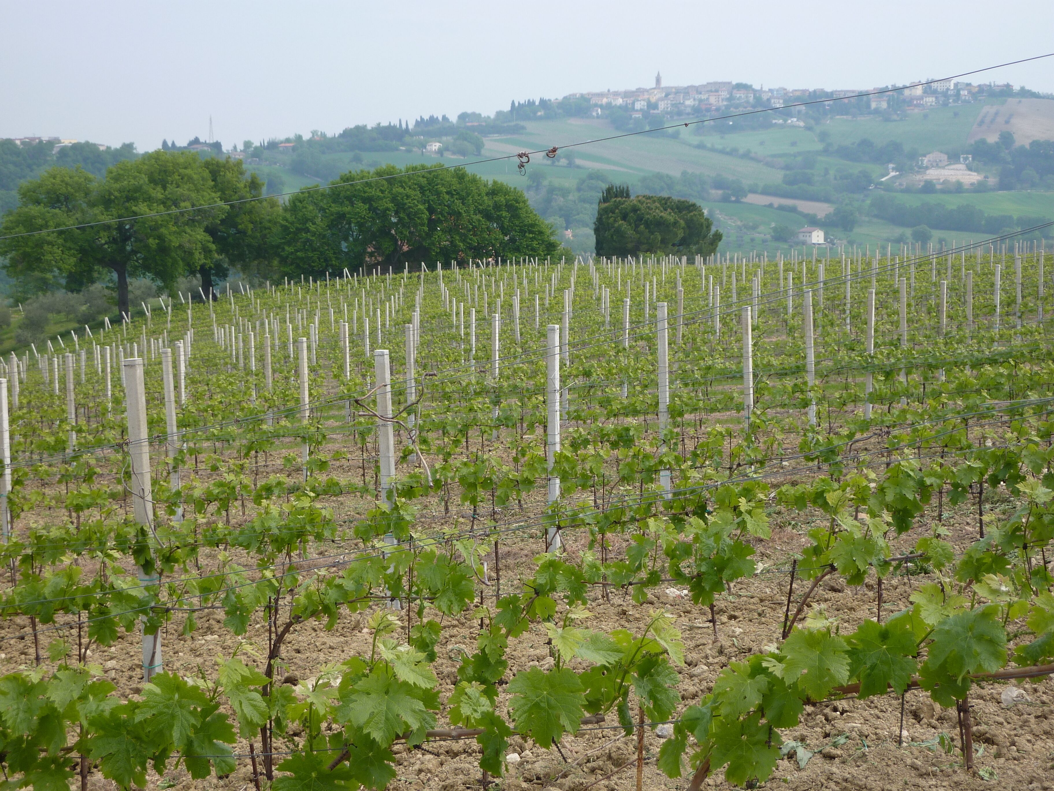 Un vignoble où les rangs de vignes sont soutenus par des piquets blancs.