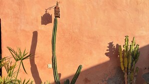 Une variété de cactus et de plantes succulentes en pot, disposés sur une terrasse carrelée, le tout mis en valeur par un mur à texture.