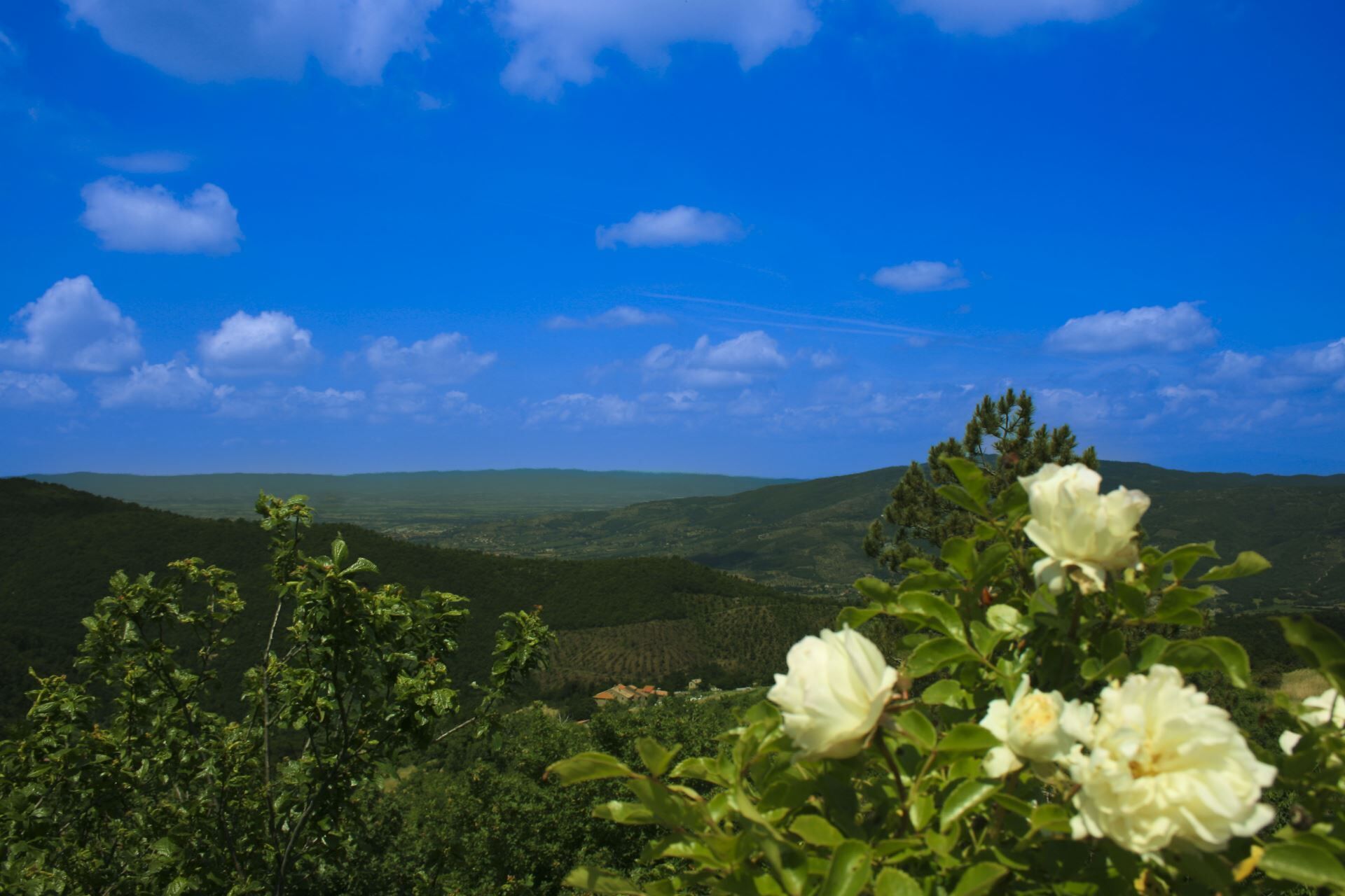 منوع