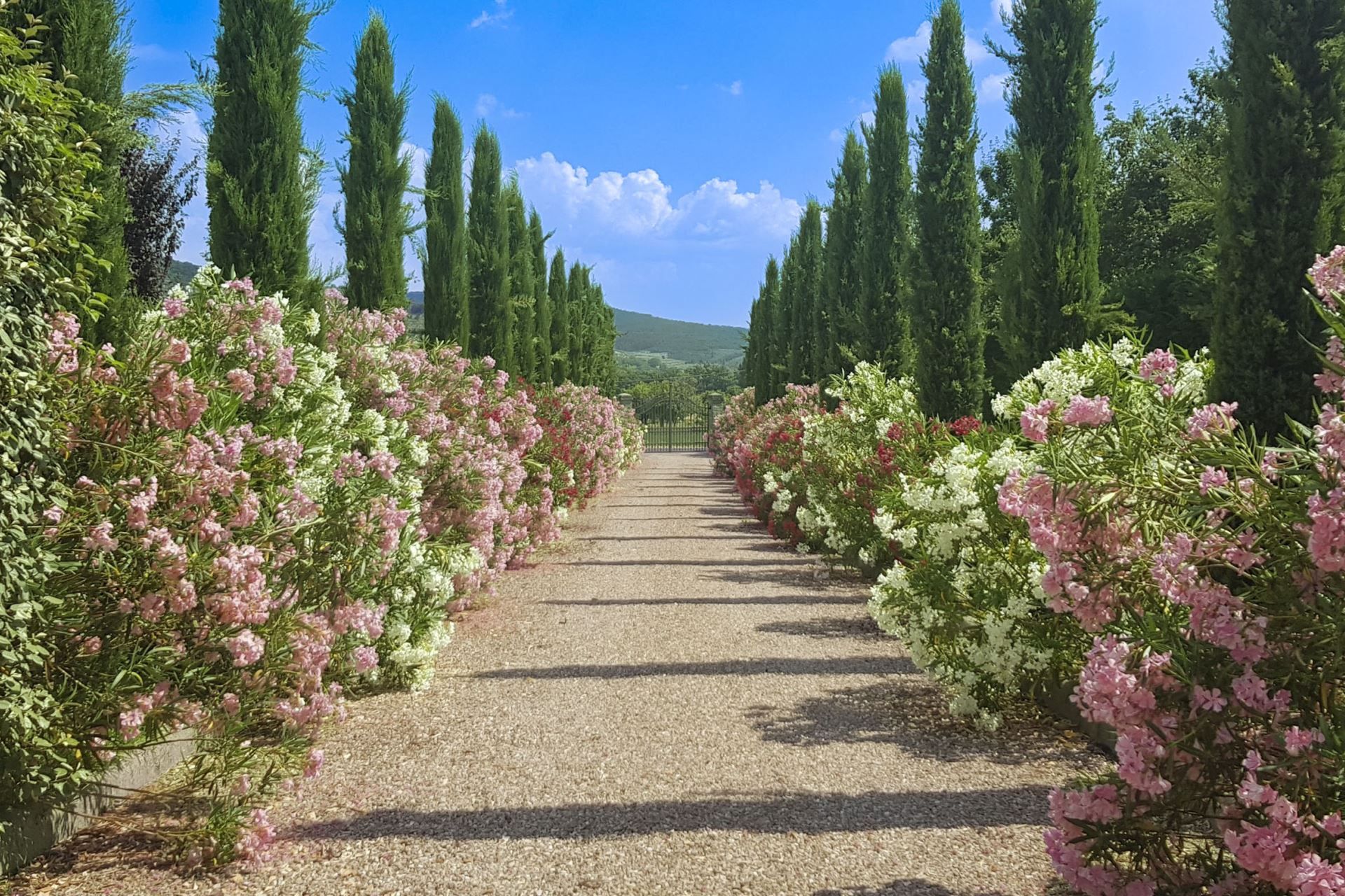A gravel pathway flanked by rows of flowering shrubs, leading towards a distant view of a hill.