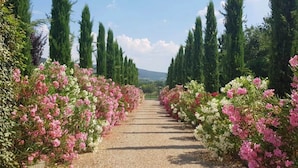 A gravel pathway flanked by rows of pink and white flowering shrubs, leading towards a distant view of tall cypress trees and a mountainous landscape.
