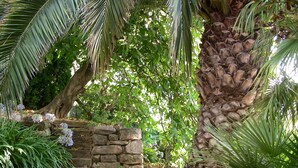 Ein Garten mit einer Palme, einer Steinmauer und einem Weg.