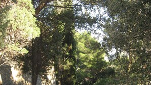 A pathway leading through a wooded area with stone walls on either side.