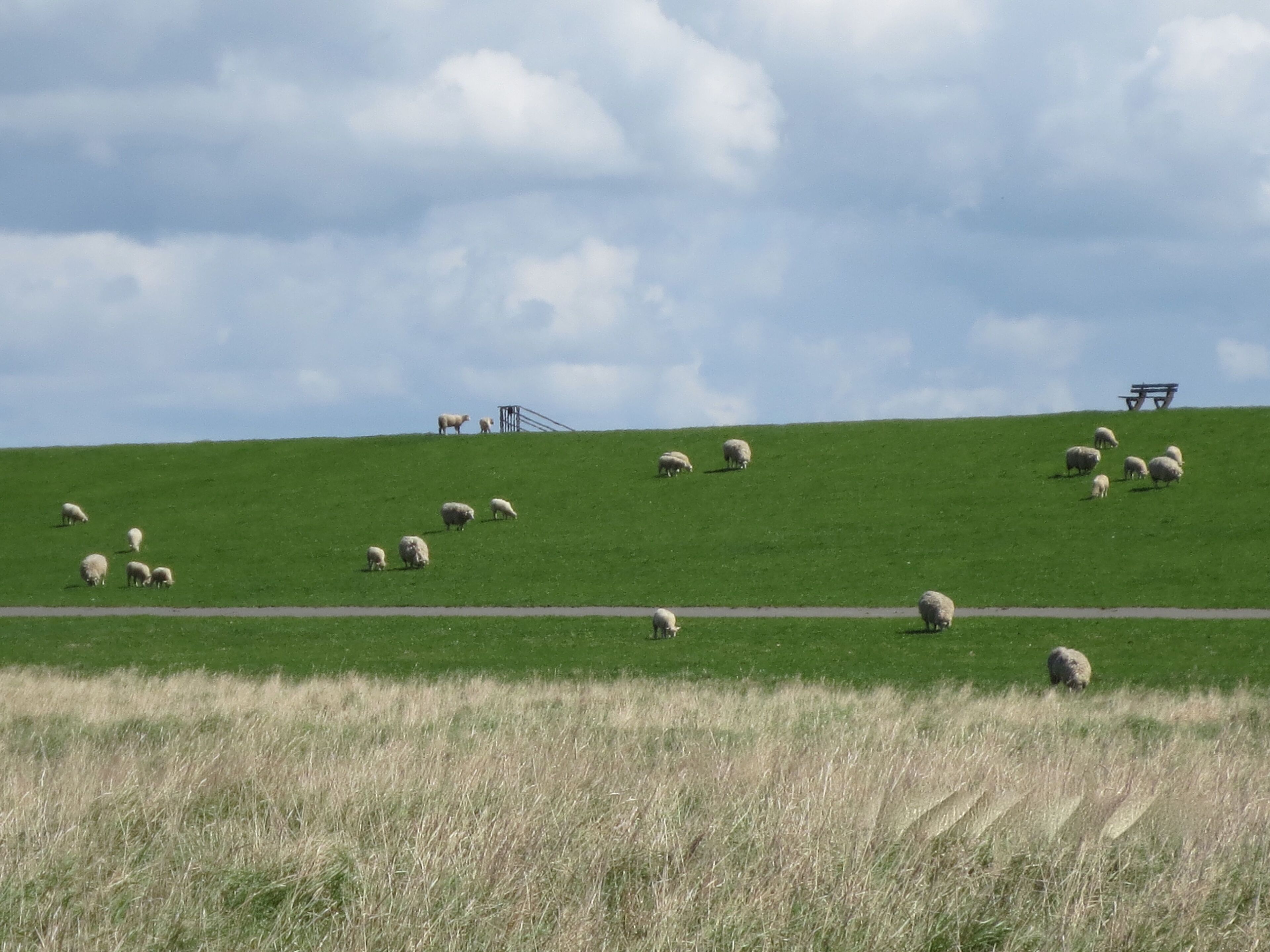Een grasheuvel met grazende schapen, een picknicktafel en een metalen constructie.