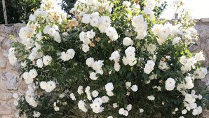 A stone wall with a flowering tree and yellow flowers in front. - Charming house with swimming pool (Montauban sur l'Ouveze)
