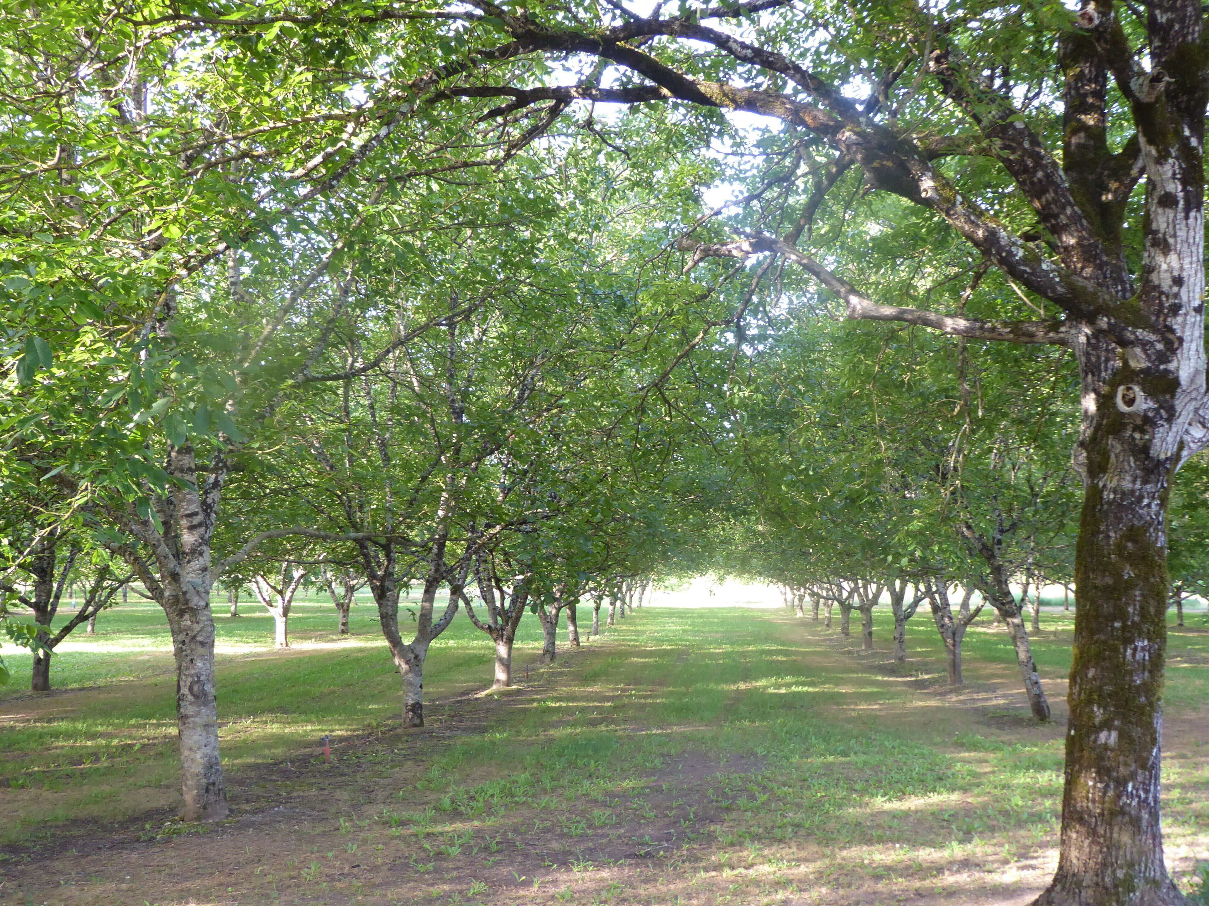 Uma trilha arborizada em um parque sob um céu claro.