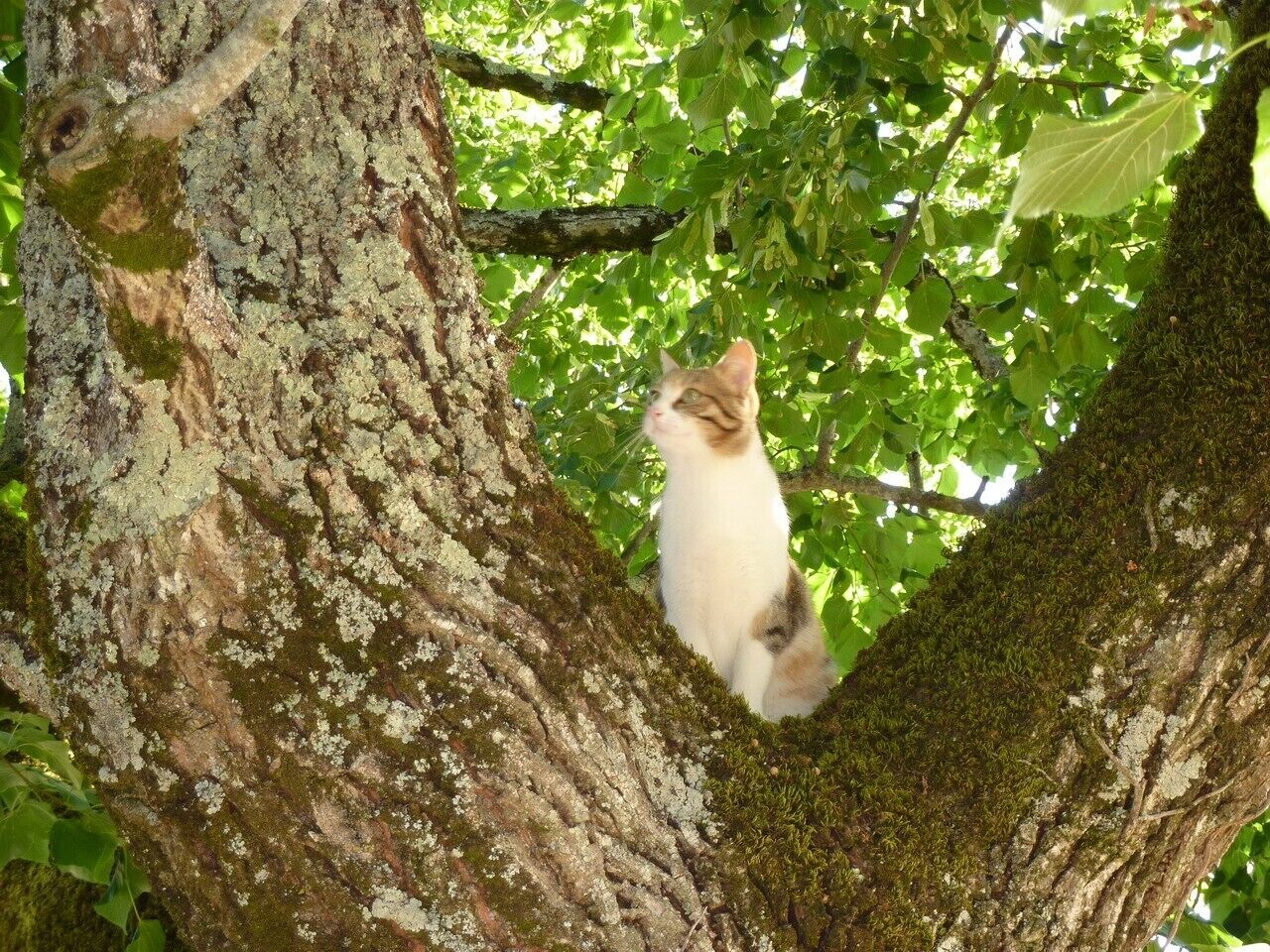 Un chat était perché sur une branche d’arbre recouverte de mousse.