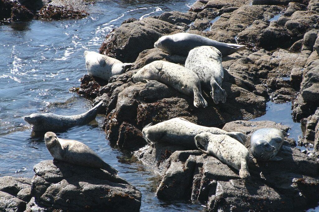 A group of seals resting on rocky terrain near water.