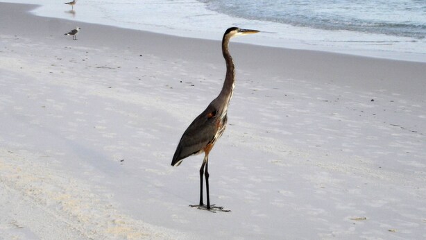 A bird standing on a sandy beach with the ocean in the background. - EXTREME MAKEOVER- 200 5 STAR REVIEWS. DIRECT BEACH VIEWS-LUXURY AT GREAT PRICING (Orange Beach)