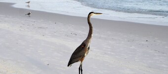 EXTREME MAKEOVER-DISCOUNT PRICING- 200 FIVE STAR REVIEWS-FACING THE BEACH