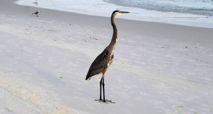 EXTREME MAKEOVER-MILLIONAIRES DIRECT BEACH VIEW- BUILD 3 PARAS HINNAT