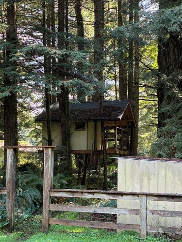 Picturesque forest homes 