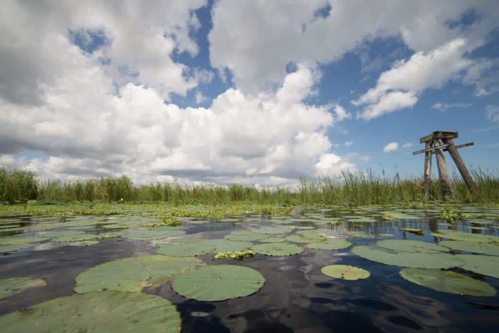 A natural landscape with water lilies and a wooden structure in the distance.