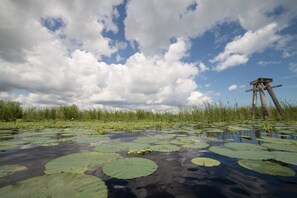 Een natuurlandschap met waterlelies en een houten constructie.