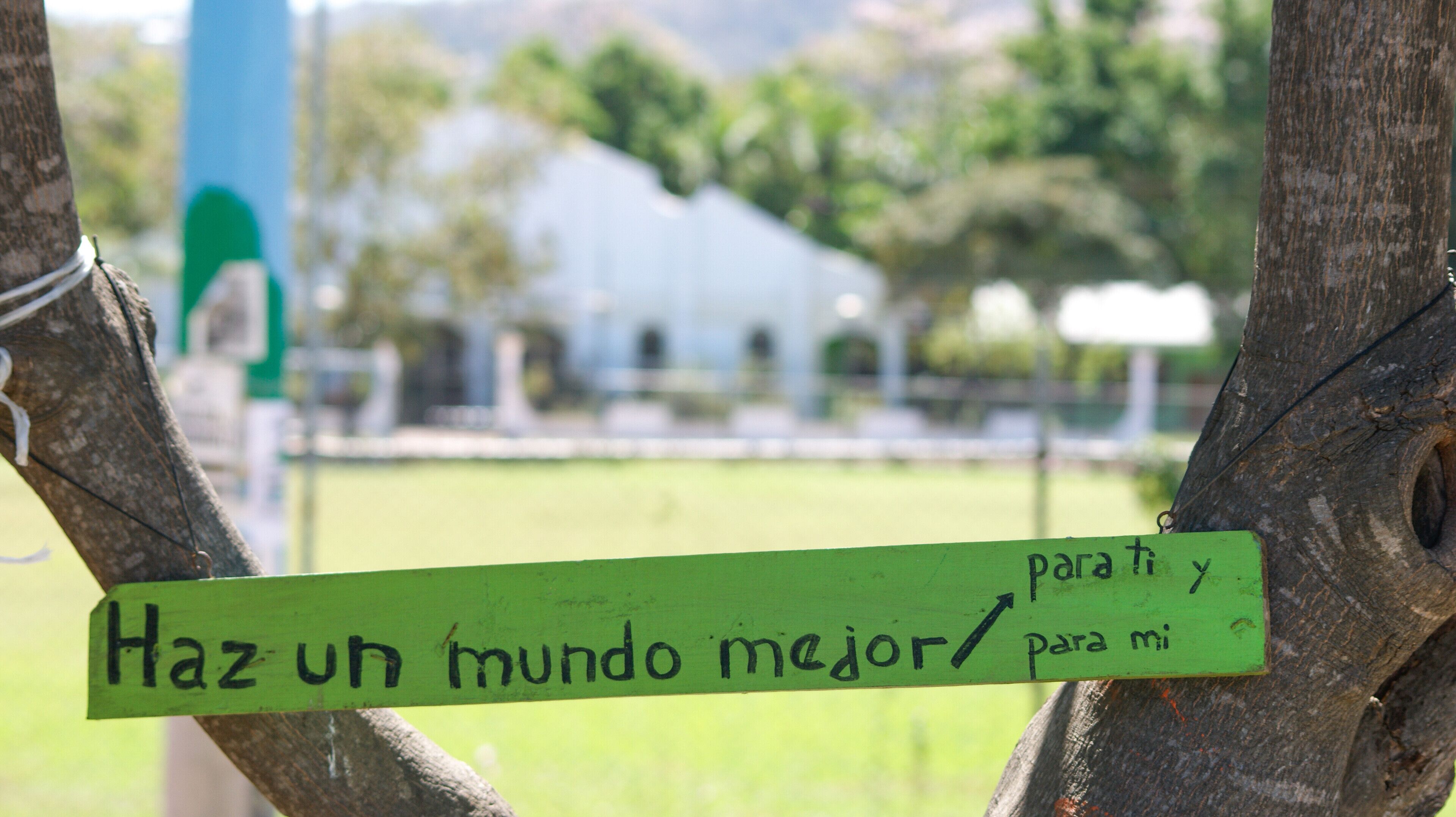 A green sign with black text on a tree, with a blurred background of a building and greenery.