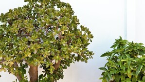 Deux plantes en pot, placées devant un mur blanc, l’une plus grande que l’autre, avec un pot suspendu au-dessus.