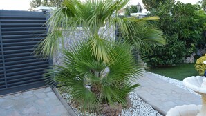 Eine kleine Palme in einem Kübel mit weißen Kieselsteinen, ein Steinweg und ein schwarzer Zaun.