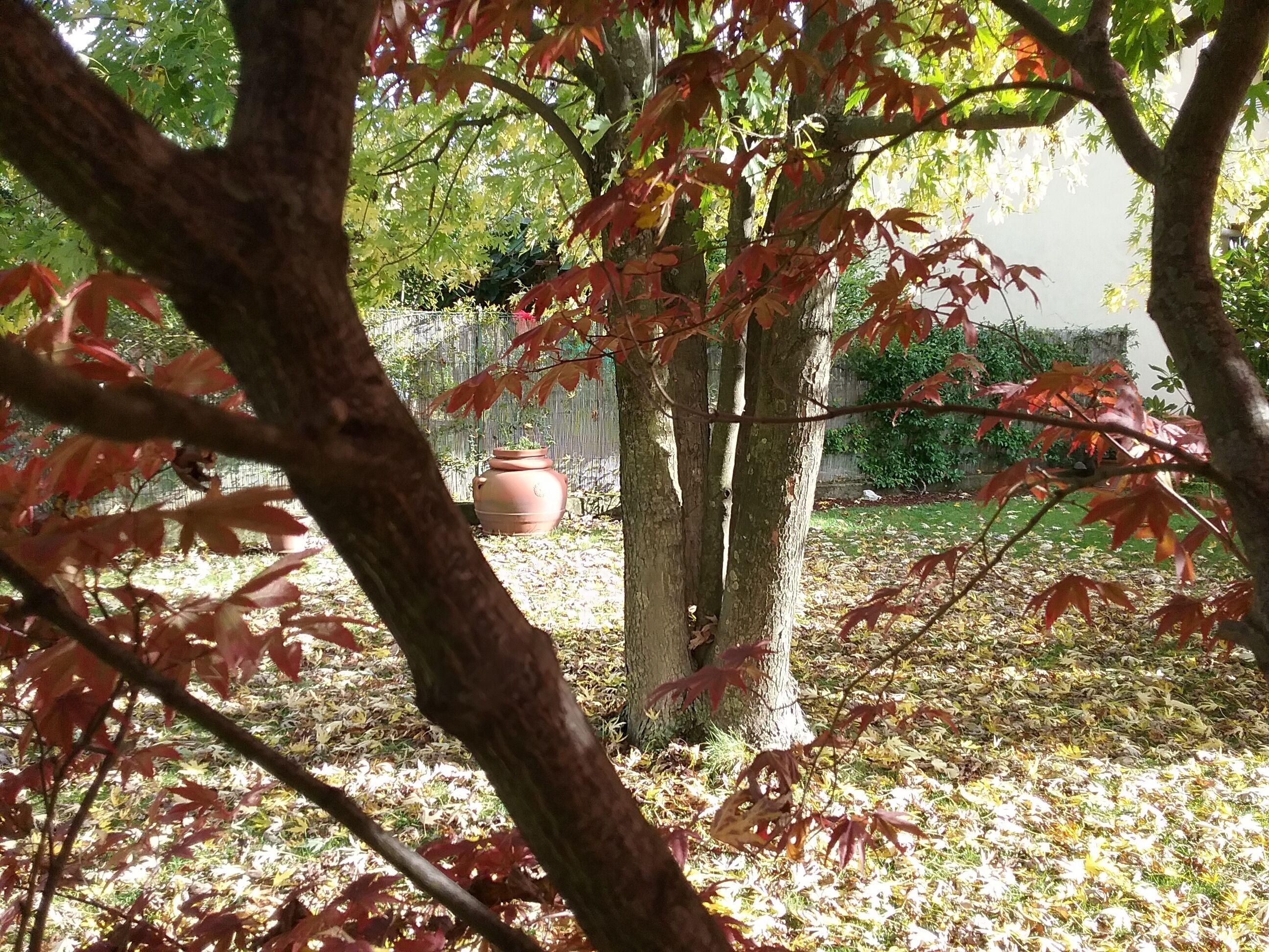 Un giardino con alberi, un vaso grande e una recinzione.
