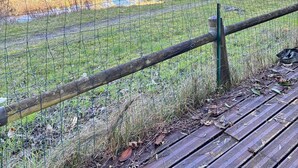 A fenced area with a wooden deck, a wire fence, and a tree with green leaves.