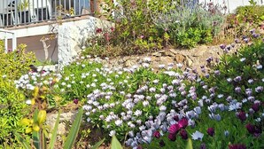 Un bâtiment moderne à la façade blanche, doté d’un mur en pierre et d’un jardin où poussent différentes variétés de fleurs et de plantes.