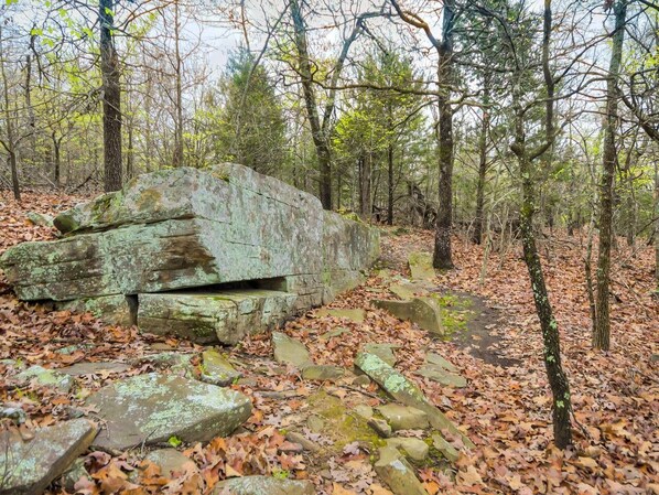 A forest with a large, moss-covered rock formation.