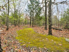 A forest floor with a moss-covered path surrounded by trees.