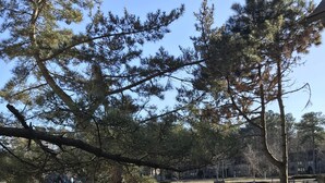A lakeside park with trees, a pond, and a stone pathway. - Bethany Beach • Lakefront Sea Colony Condo • Walk to Beach • Sleeps 8 (Bethany Beach)